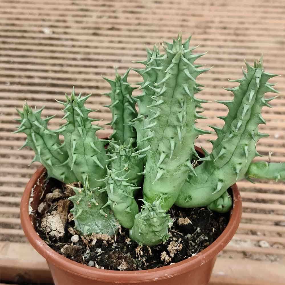 huernia macrocarpa