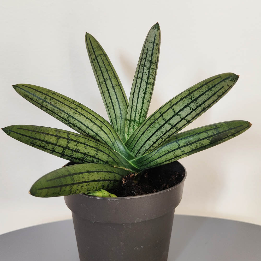 sansevieria inti glory