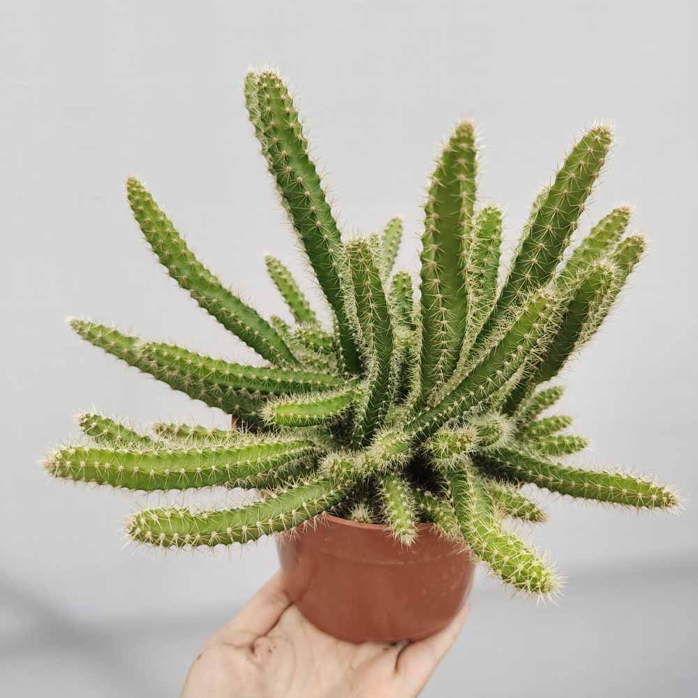 selenicereus grandiflorus cactus
