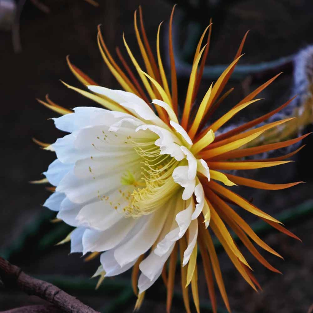 selenicereus grandiflorus fiore