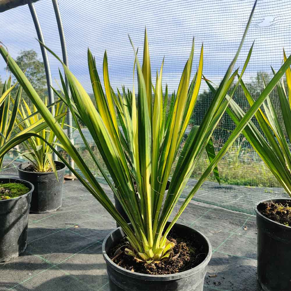 yucca filamentosa variegata