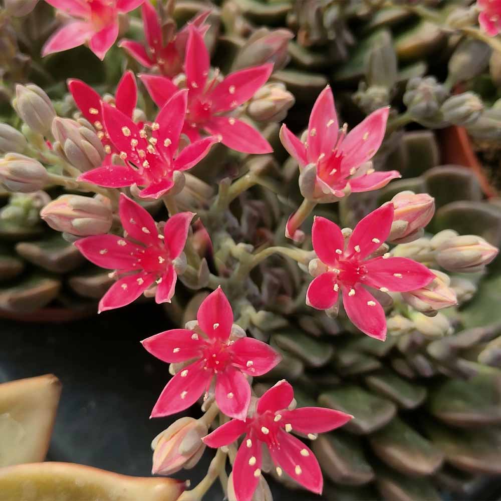 GRAPTOPETALUM BELLUM fiore
