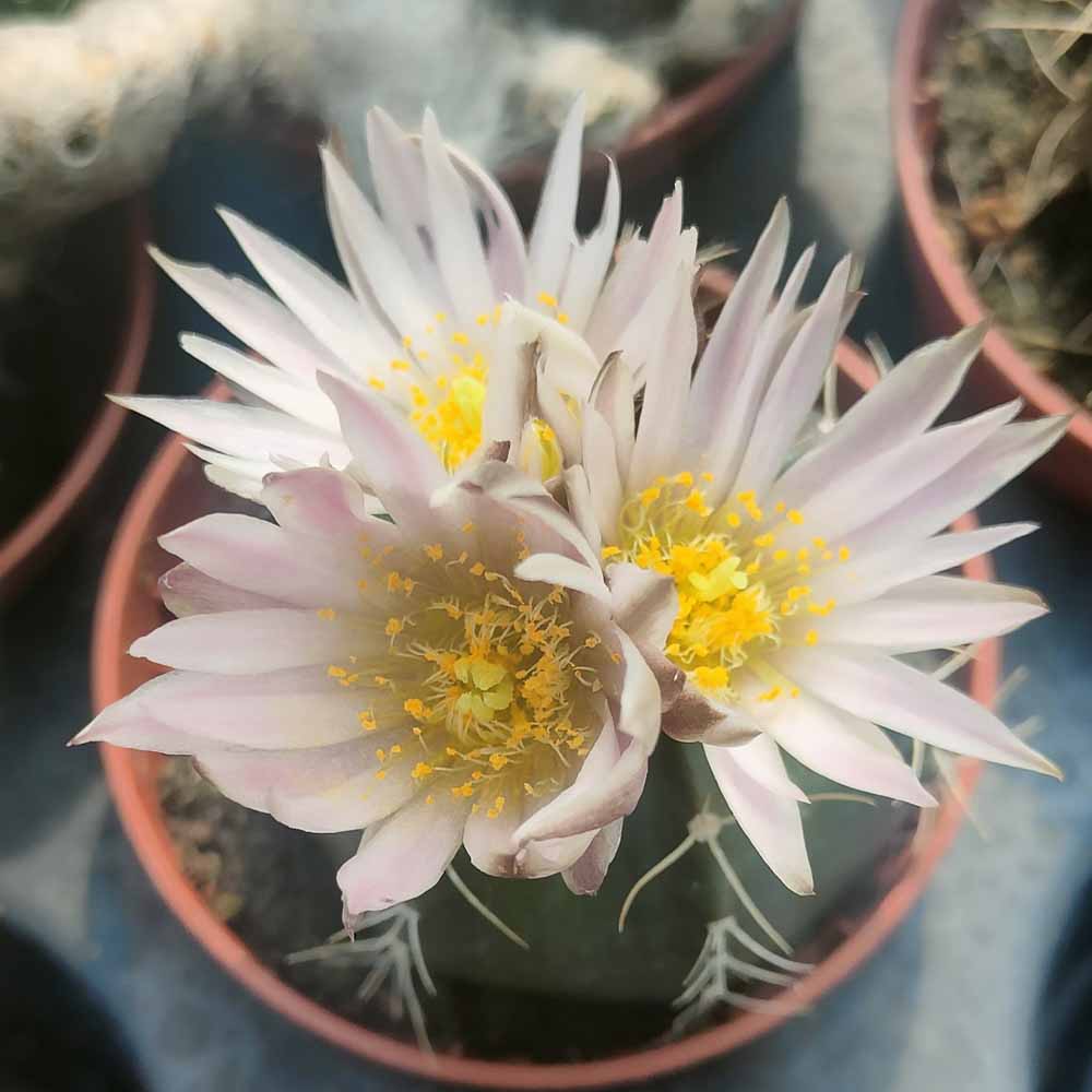 echinocereus knippelianus fiore