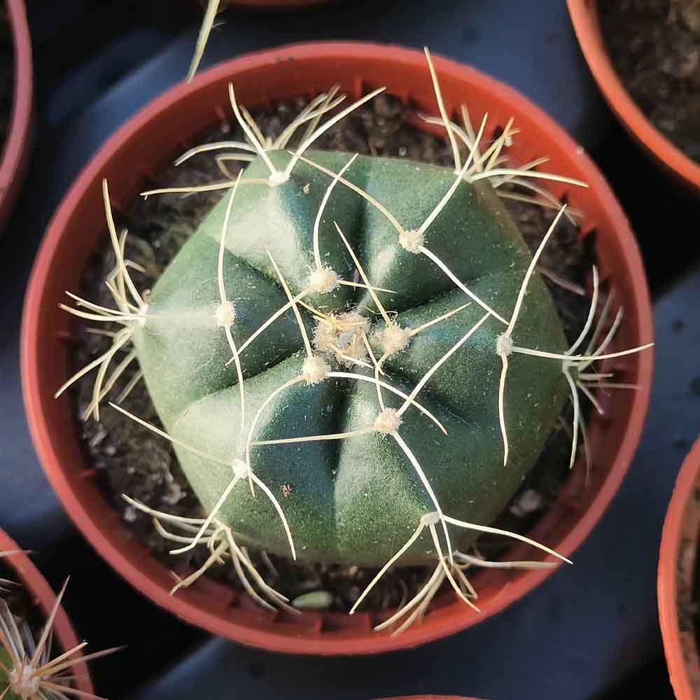 echinocereus knippelianus