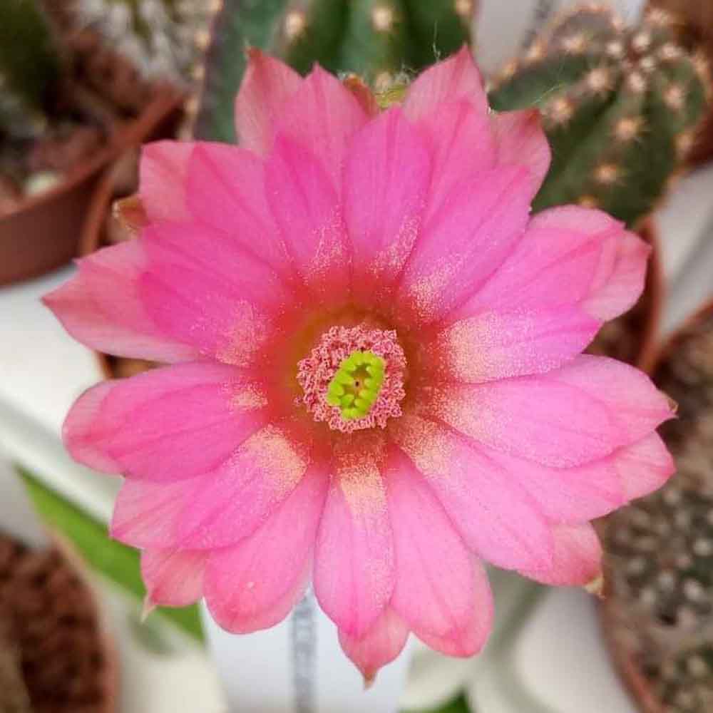echinocereus scheeri gentryi fiore