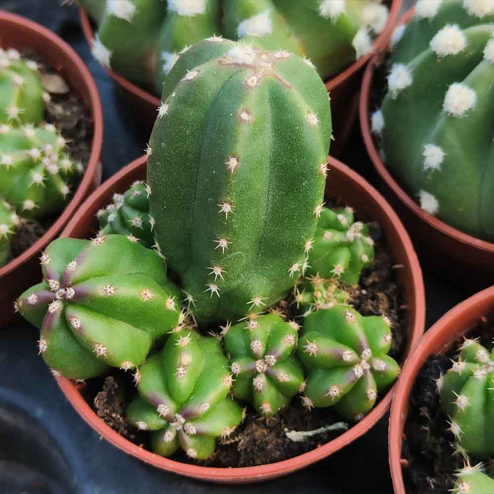 echinocereus scheeri gentryi