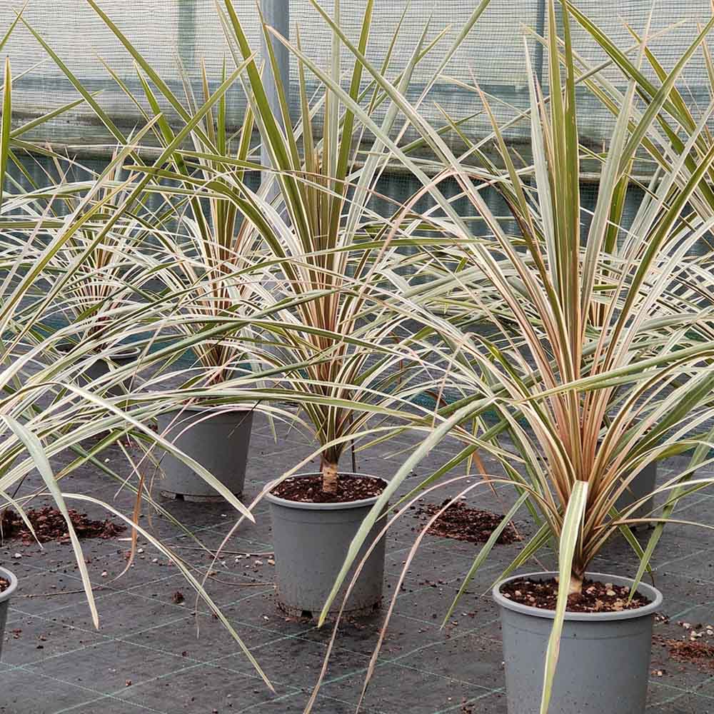 Cordyline australis variegata pianta