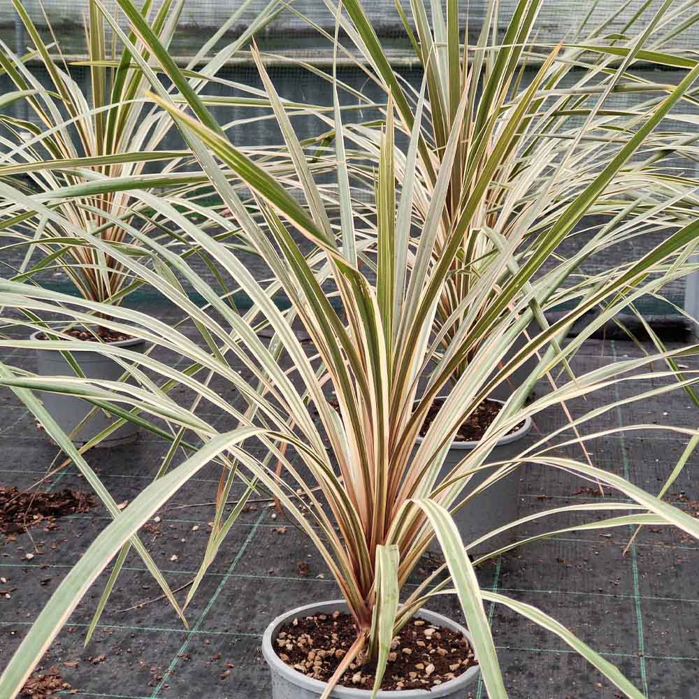 Cordyline australis variegata pianta grassa