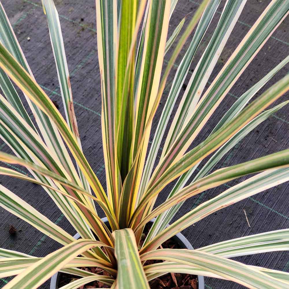 Cordyline australis variegata