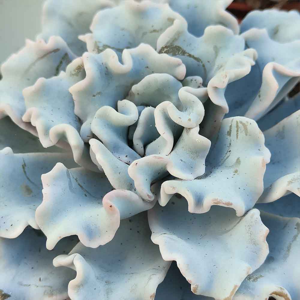Echeveria Crispate Beauty pianta