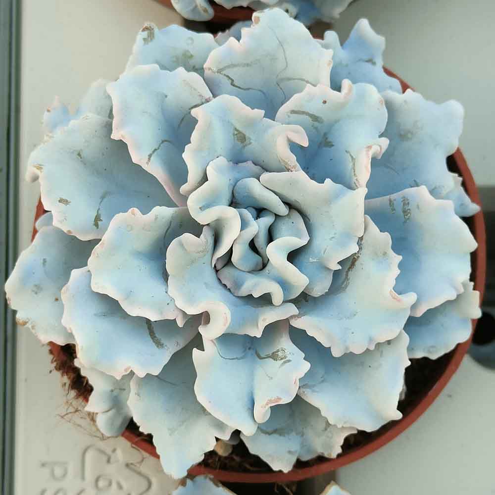 Echeveria Crispate Beauty