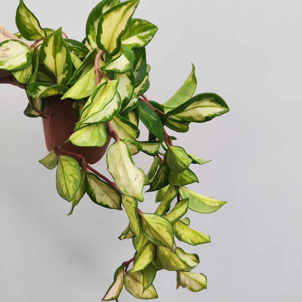Hoya carnosa tricolor pianta