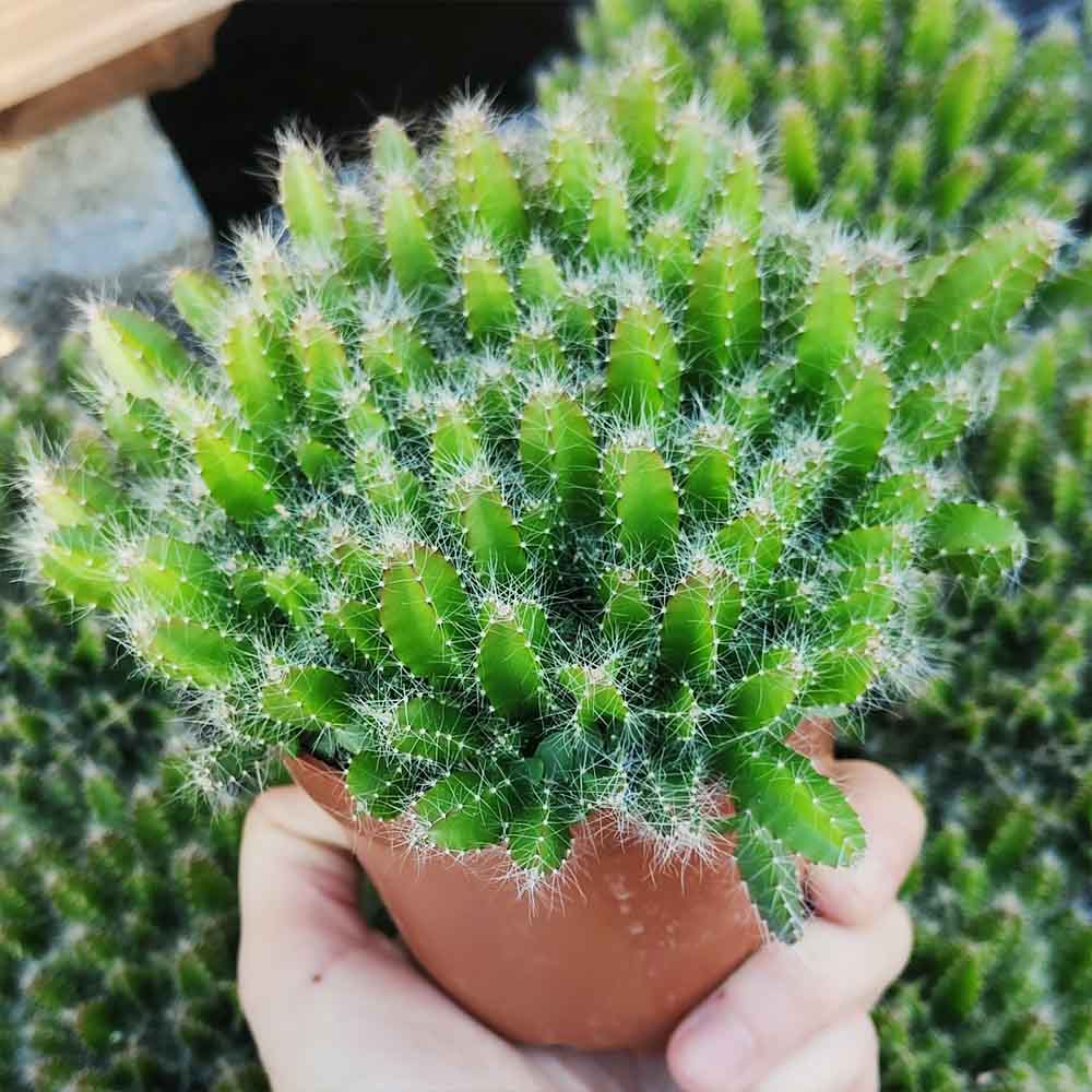 Hylocereus Undatus Pitaya
