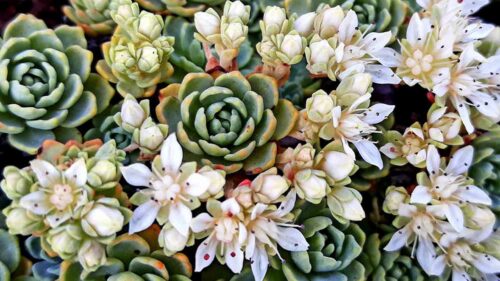 Storia, caratteristiche e cura delle piante di Sedum