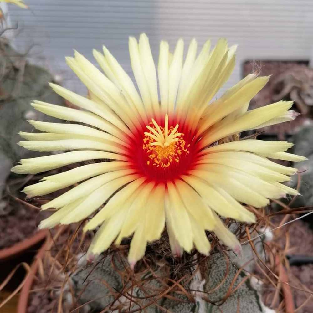 astrophytum capricorne fiore