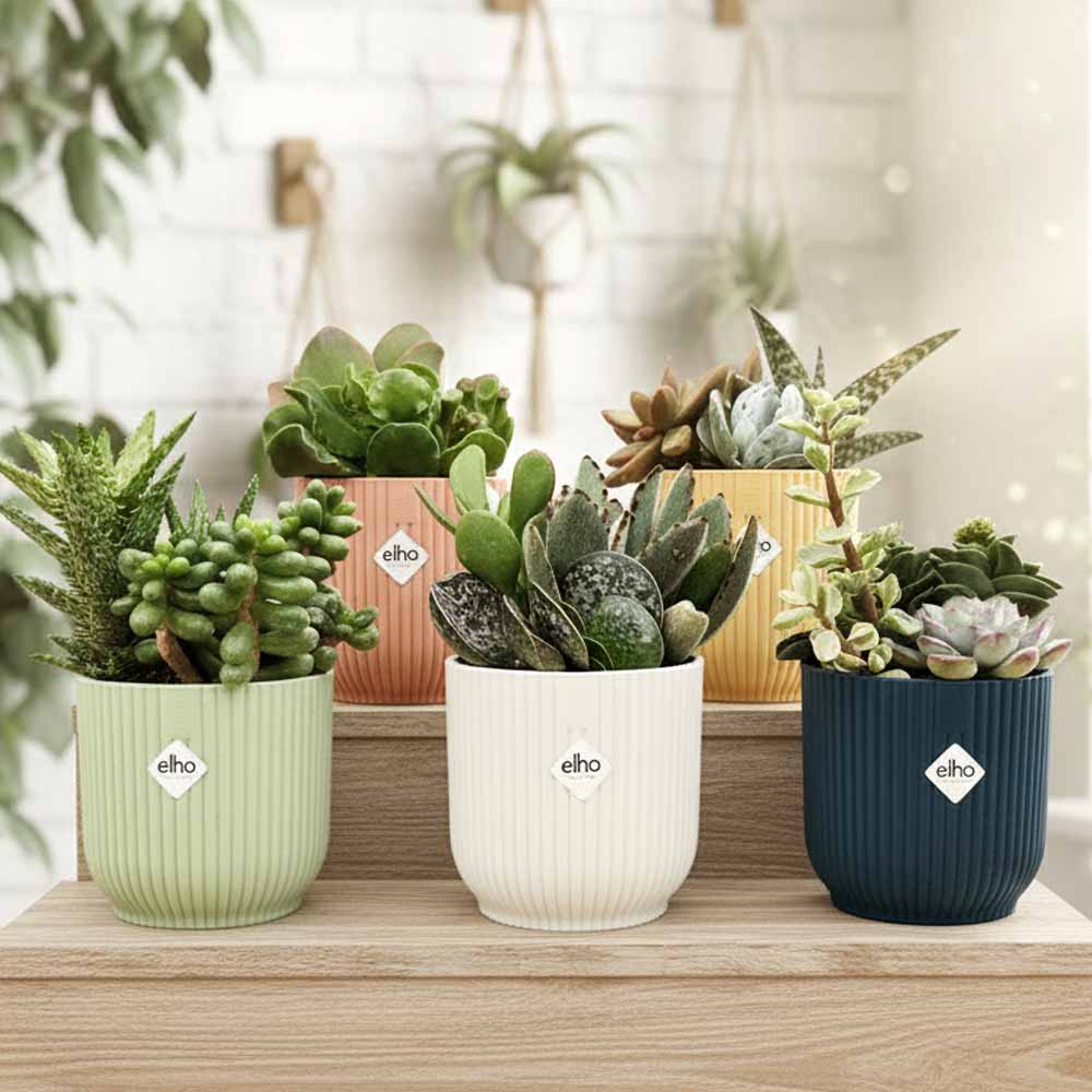 composizione baby spilly cactus