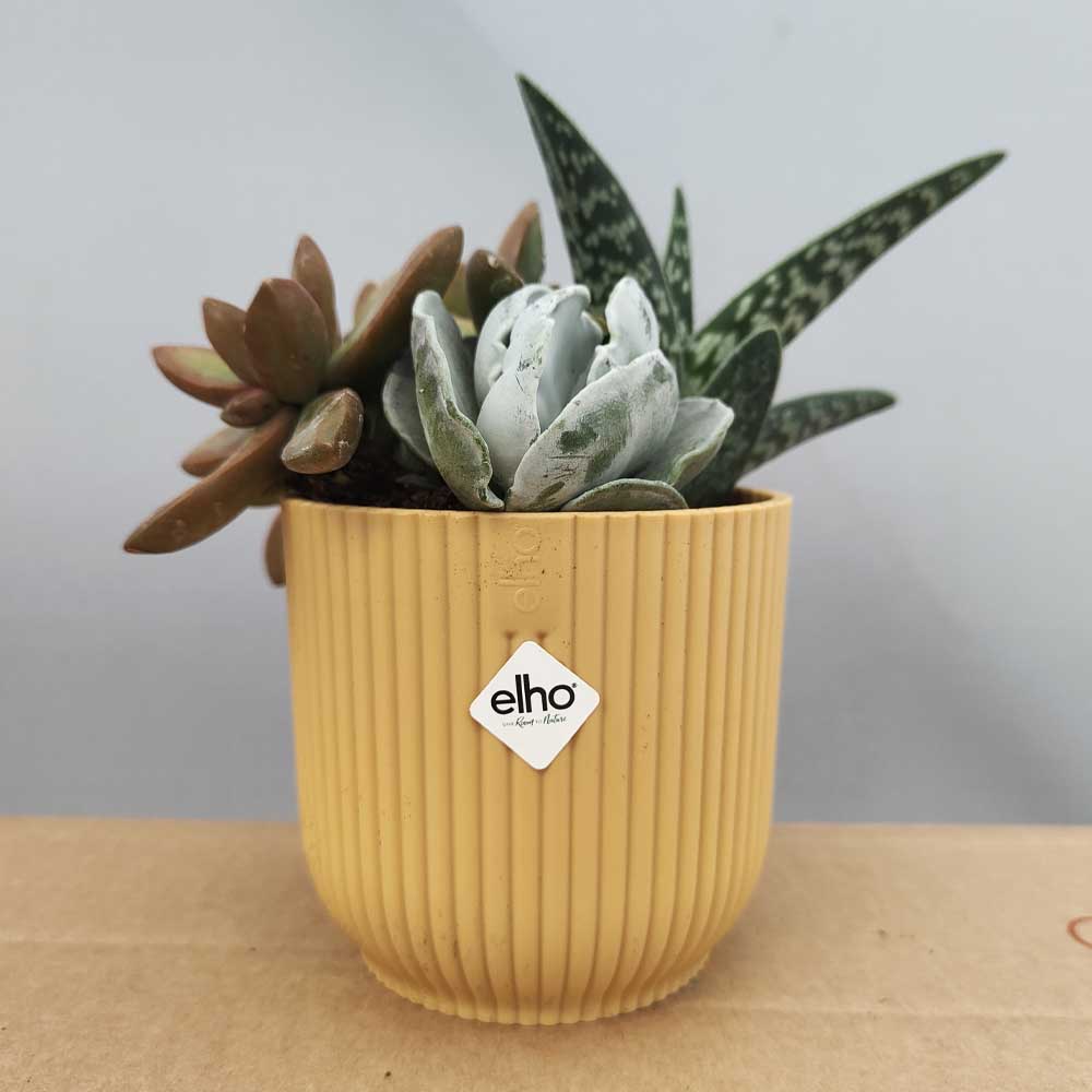 composizione baby spilly cactus giallo