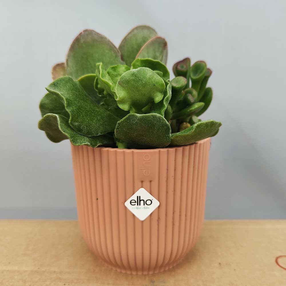 composizione baby spilly cactus rosa