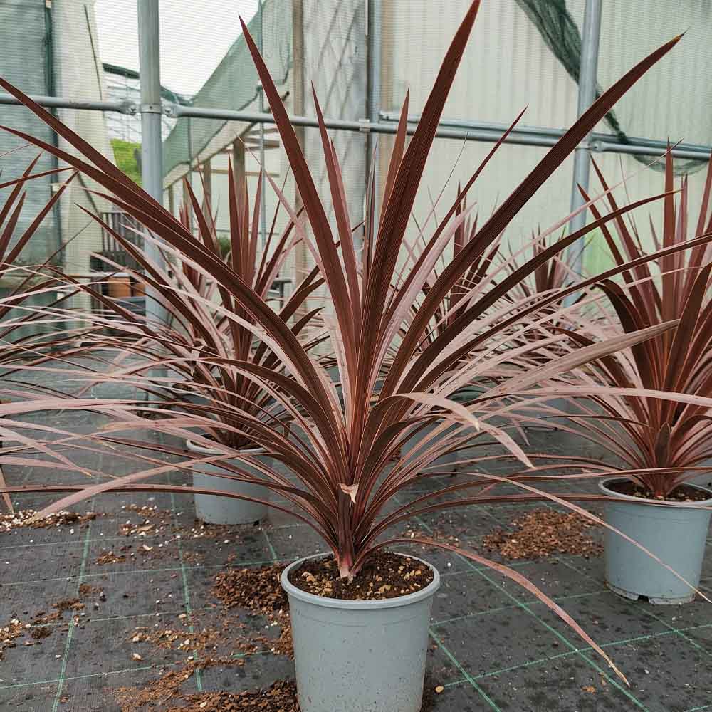 cordyline autralis red