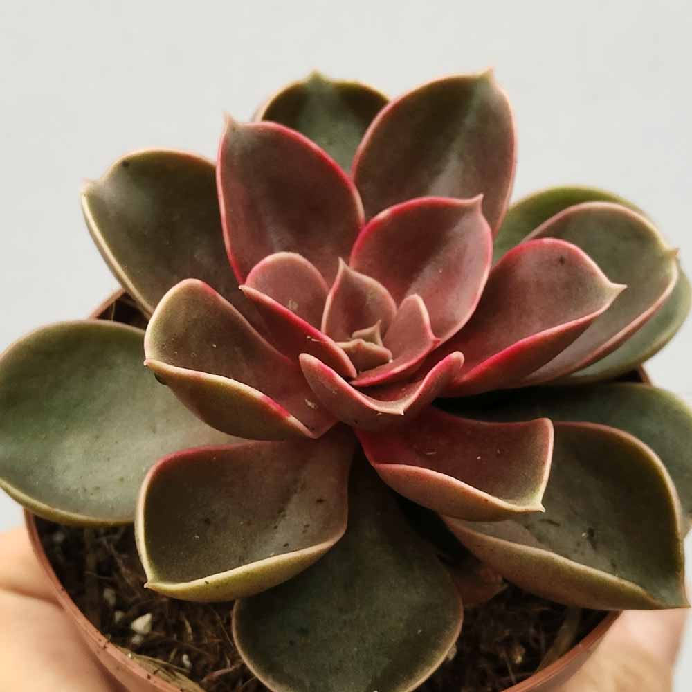 echeveria magic red
