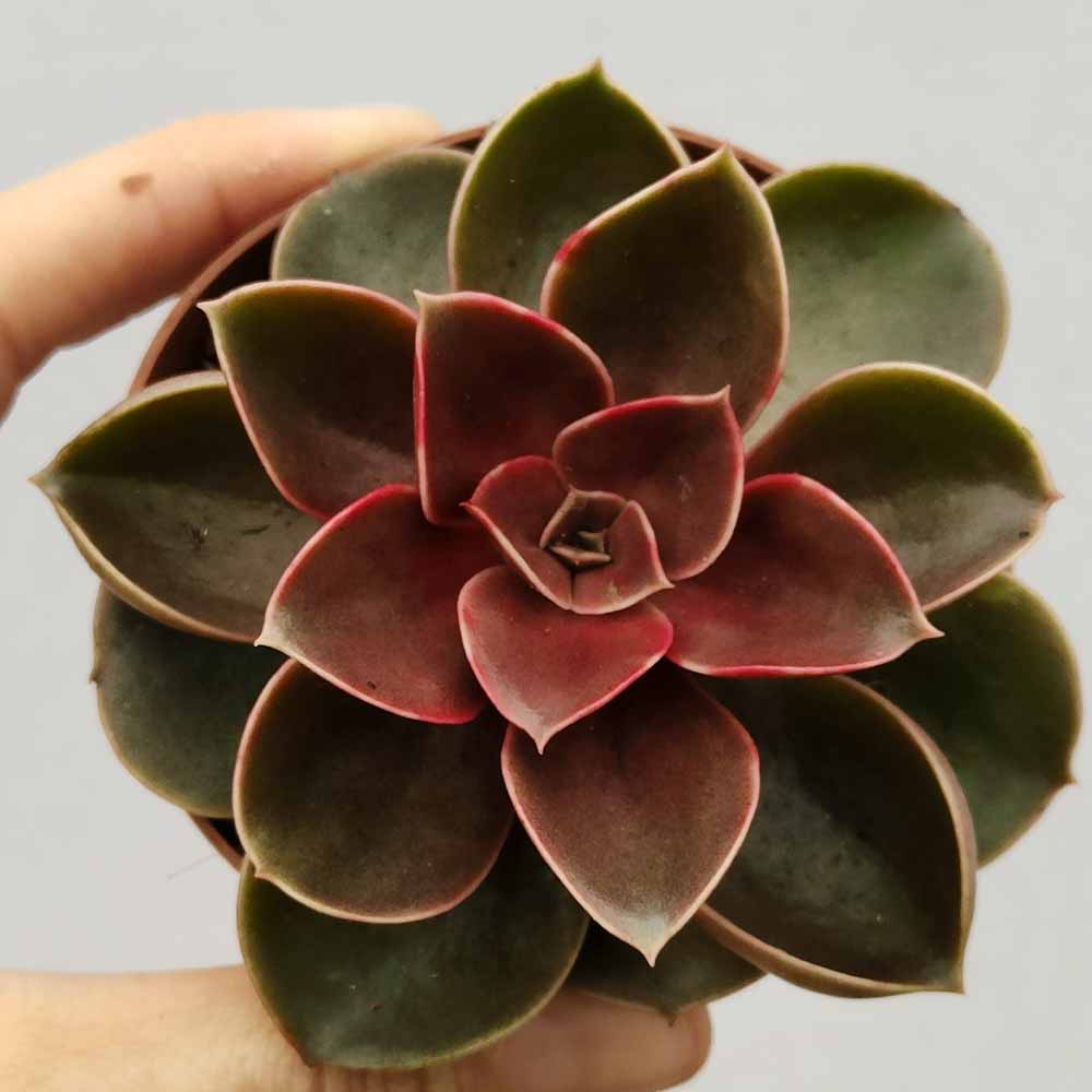 echeveria magic red cactus