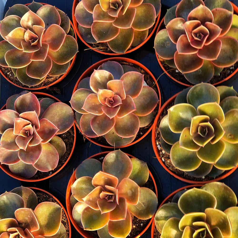 Echeveria 'Magic Pearl'
