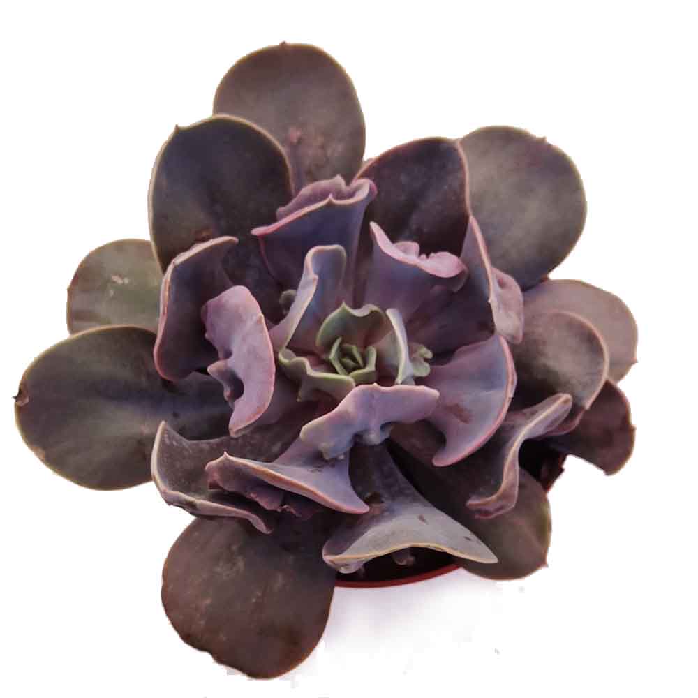 echeveria trompette pianta