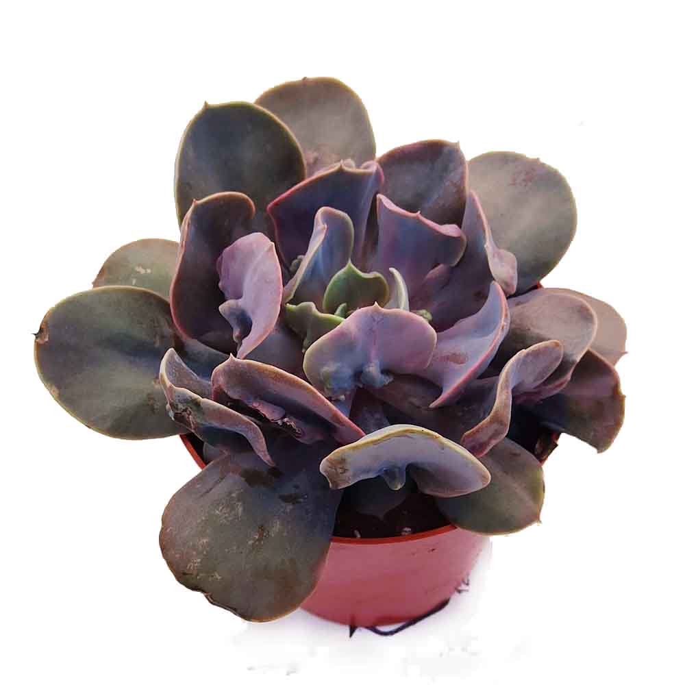 echeveria trompette