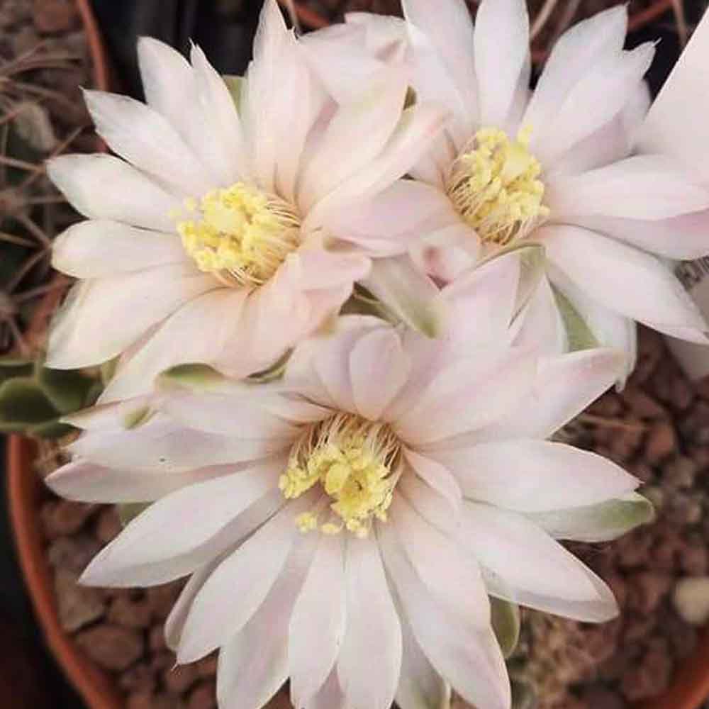 gymnocalycium bruchii fiore