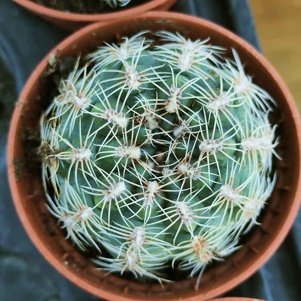 gymnocalycium bruchii
