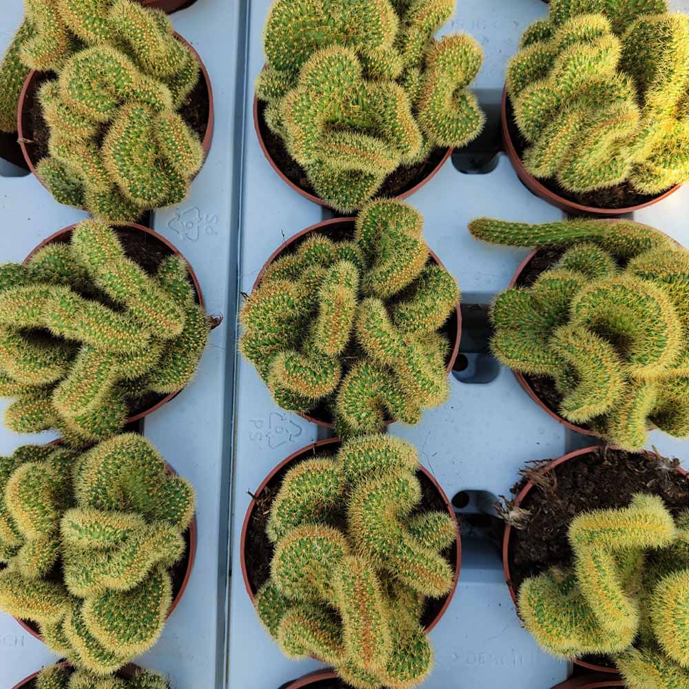 hildewintera aureispina crestata