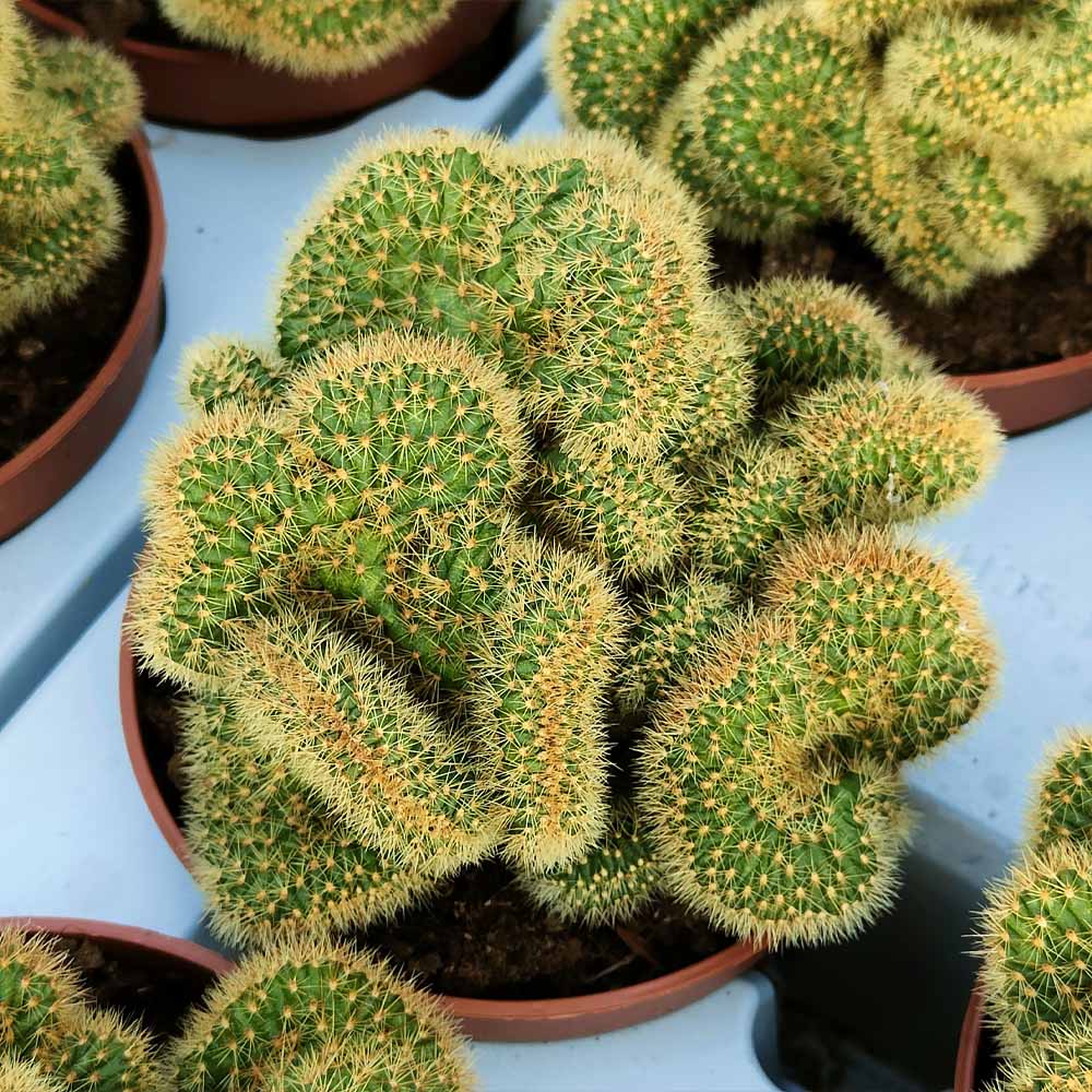 hildewintera aureispina