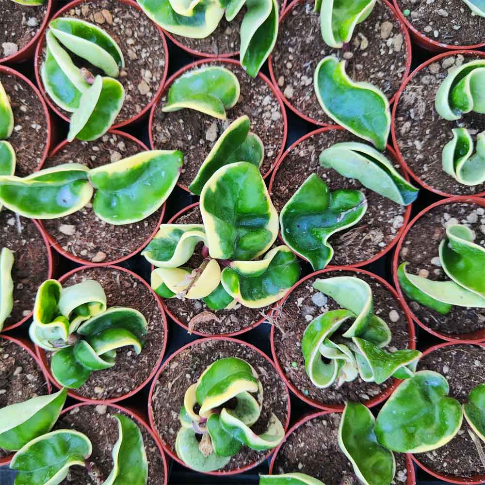 Hoya carnosa compacta variegata