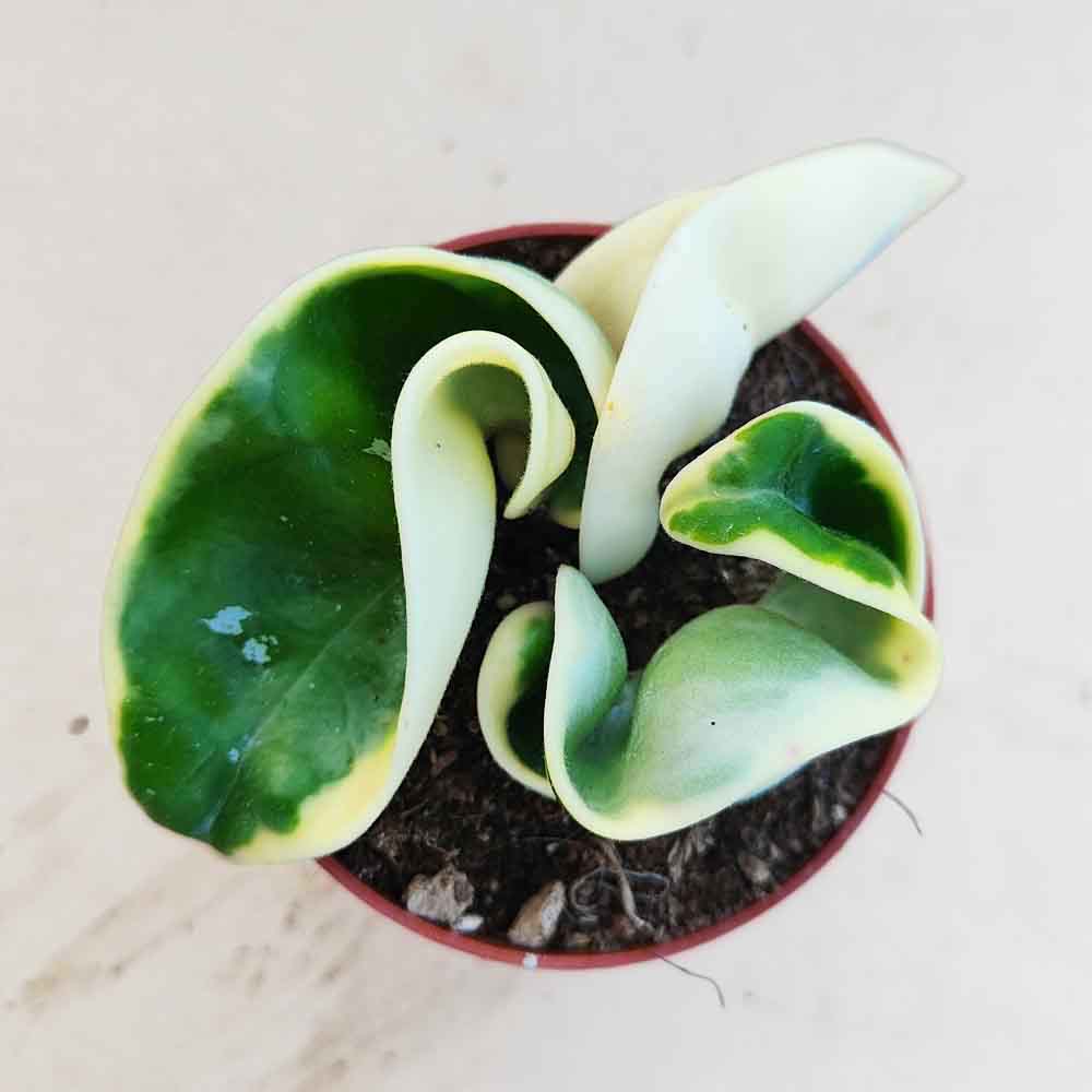 Hoya carnosa compacta variegata 'Mauna Loa'