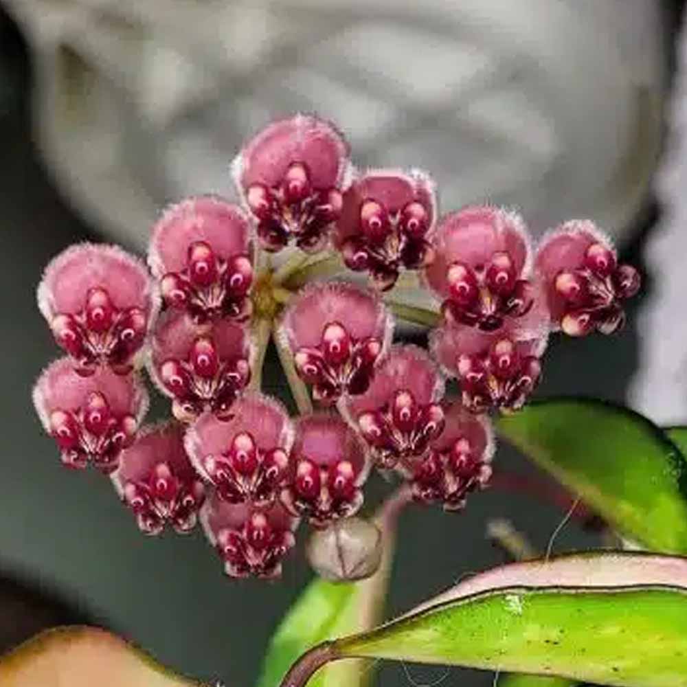 hoya wayetti fiore