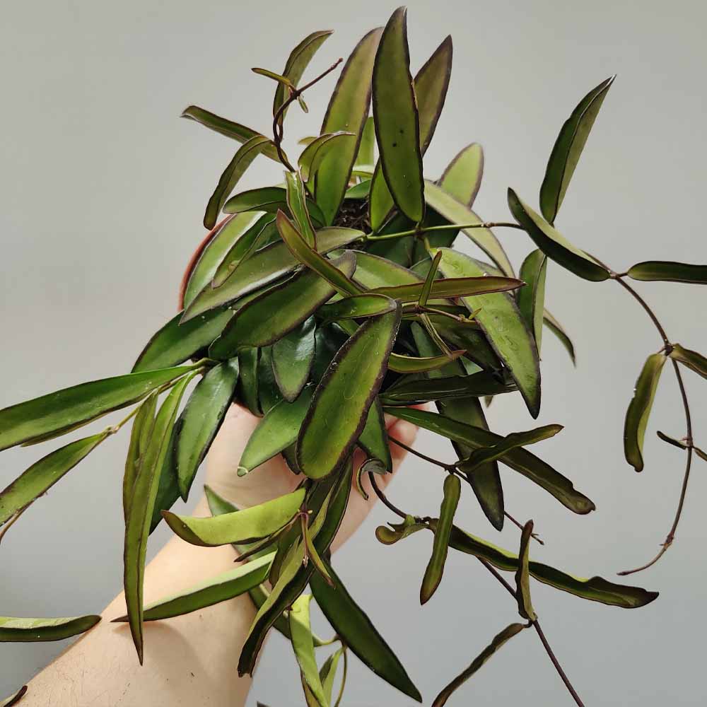 hoya wayetti pianta