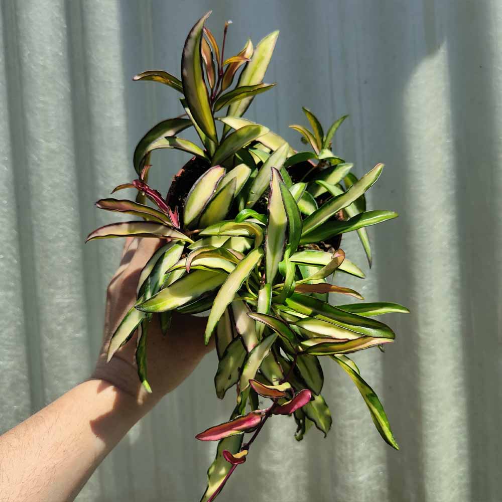hoya wayetti tricolor pianta