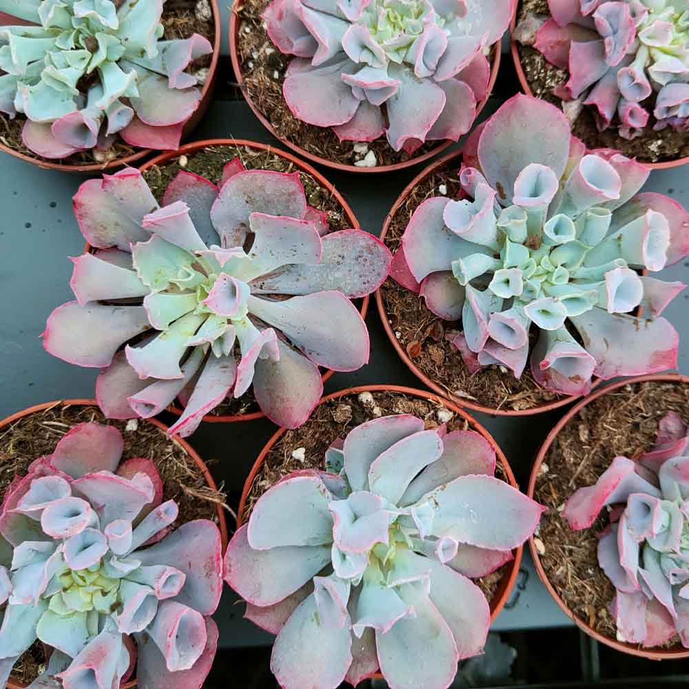 Echeveria 'Pinky Trumpet'