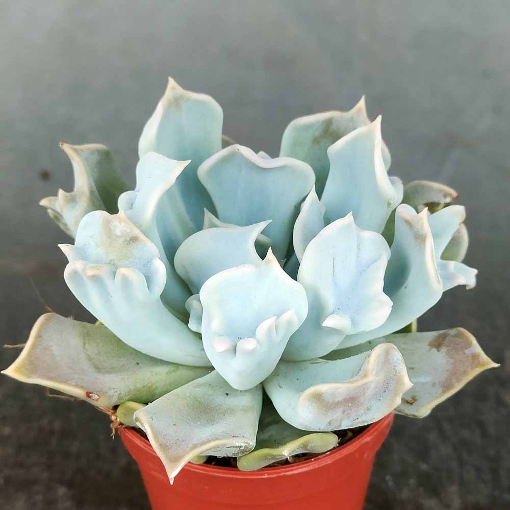 Echeveria Thriller Pearl