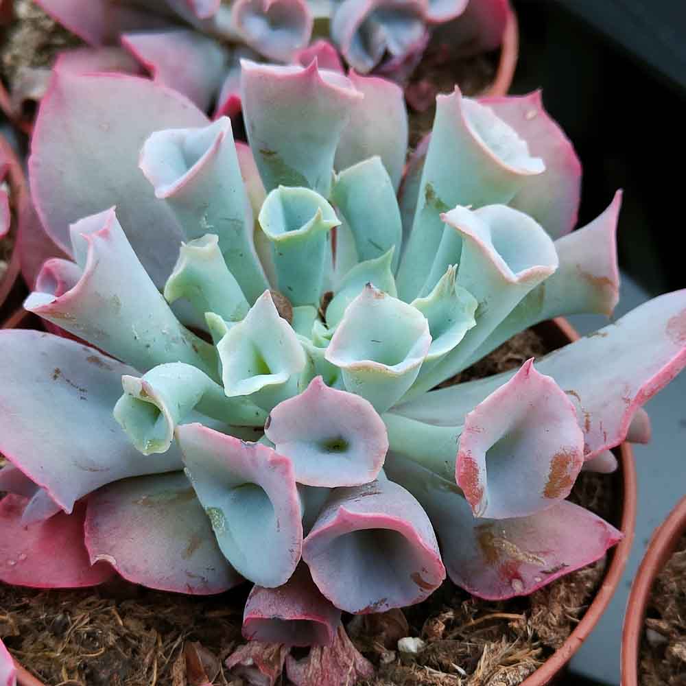 Echeveria 'Trumpet Pinky' pianta