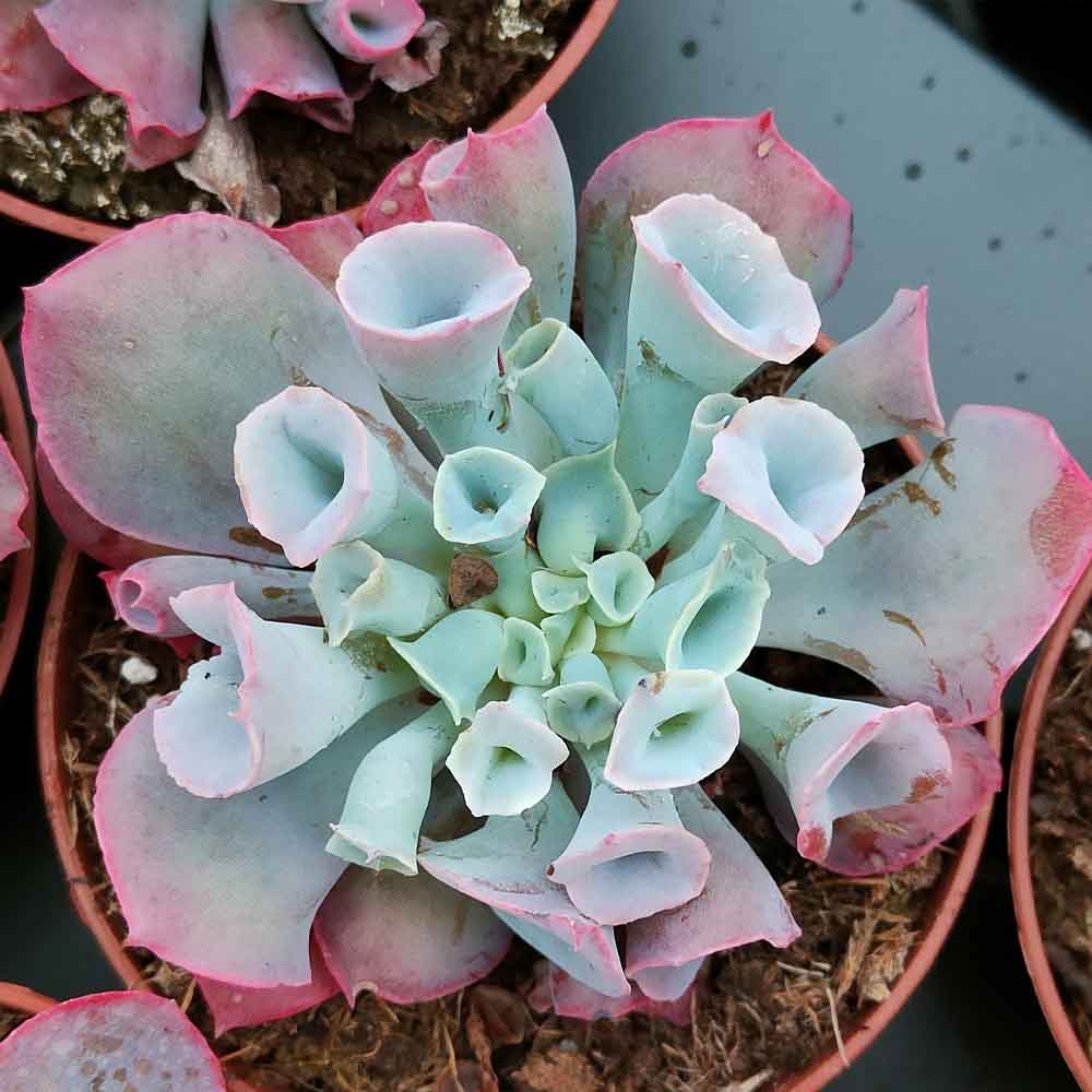 Echeveria 'Trumpet Pinky'