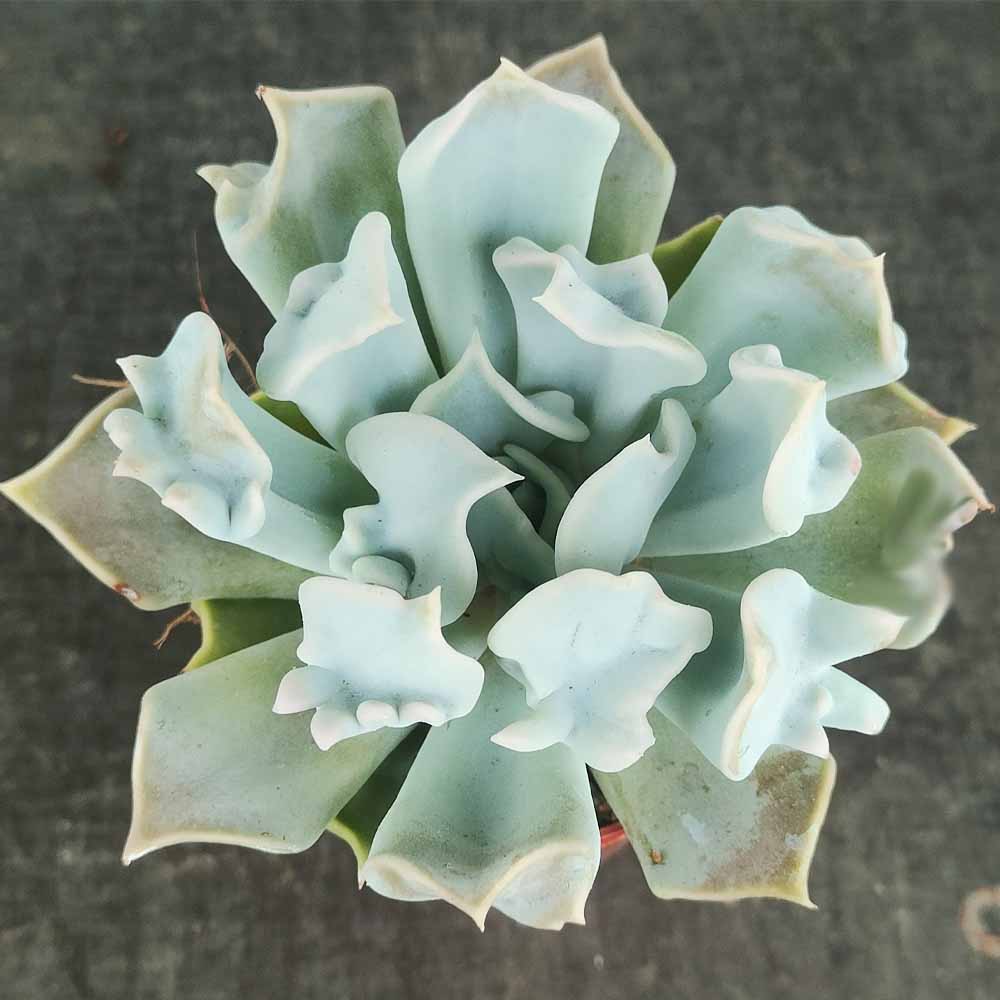 Echeveria lilacina Thriller Pearl