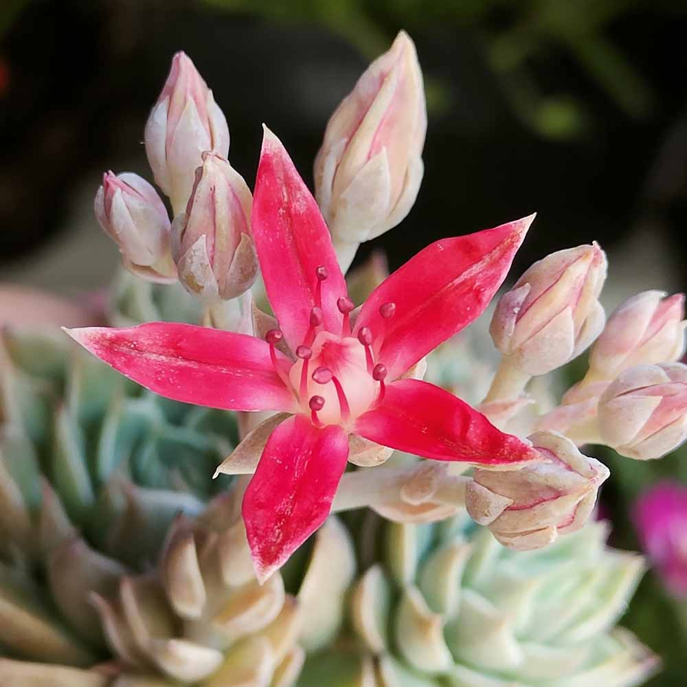 Graptopetalum altair fiore