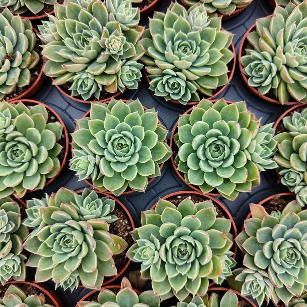 Graptopetalum altair pianta grassa