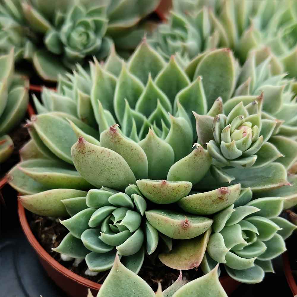 Graptopetalum altair pianta