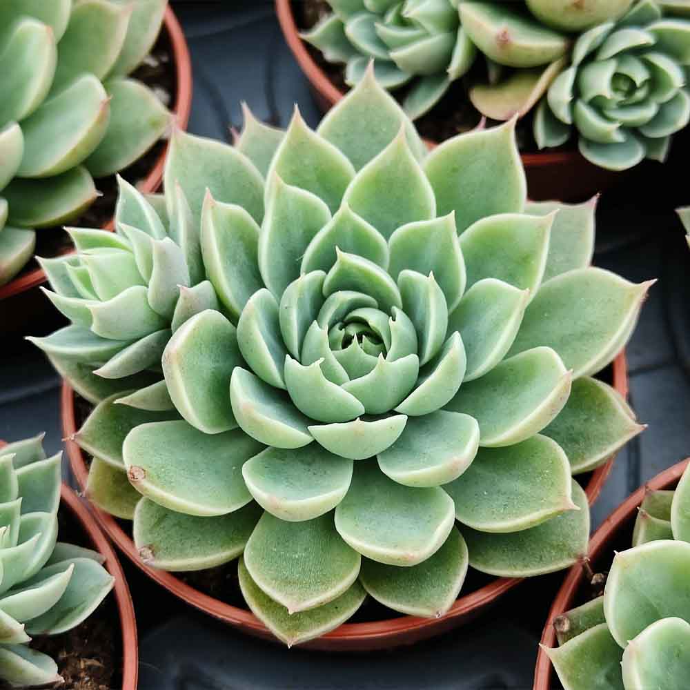 Graptopetalum altair