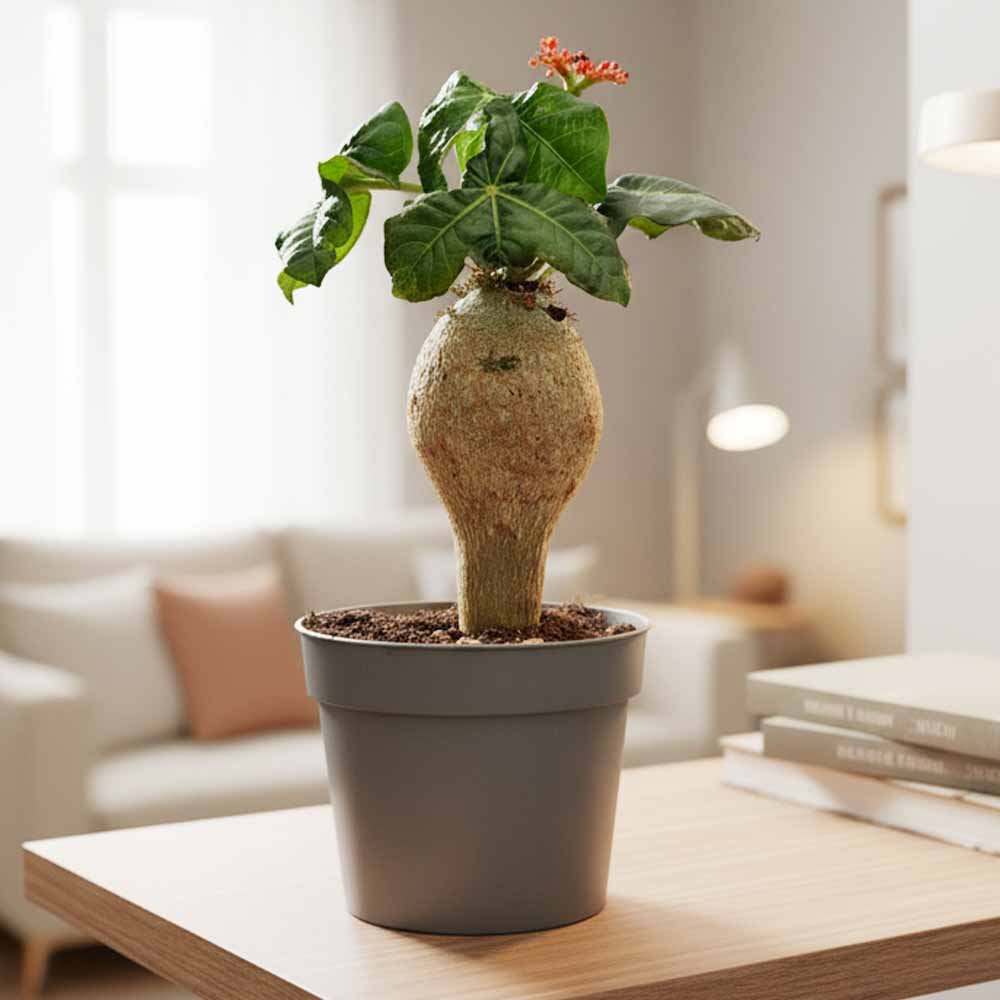 Jatropha podagrica pianta