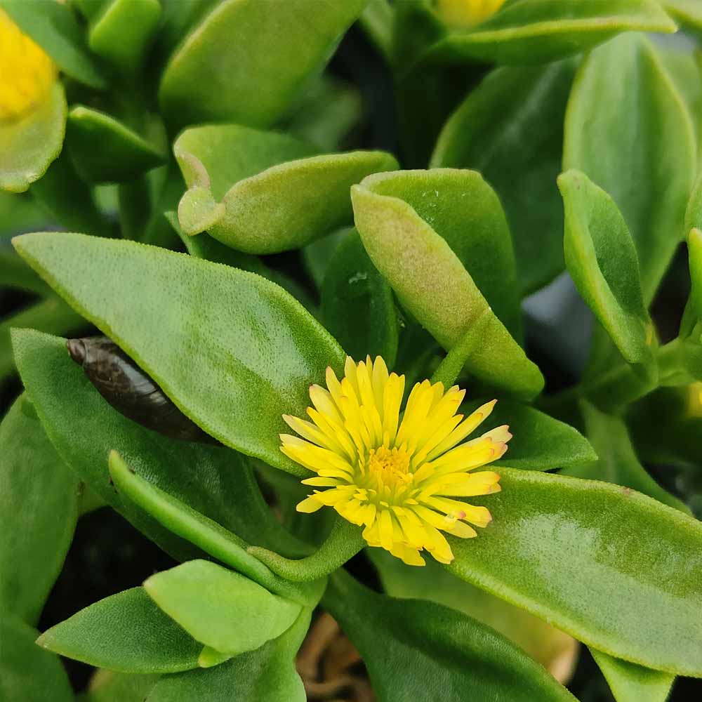aptenia fiore giallo