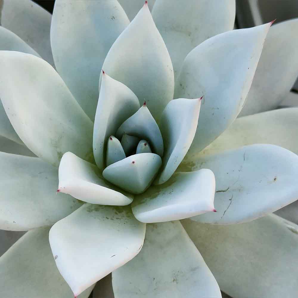 echeveria mexican giant pianta