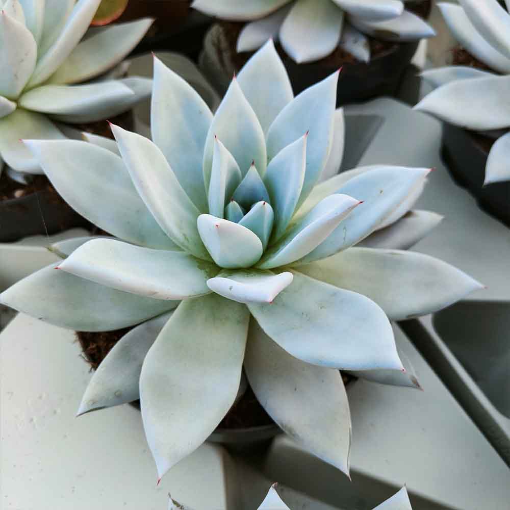echeveria mexican giant
